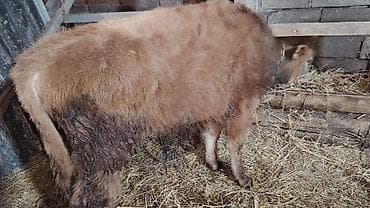 serebrist cuce satisi: 2 dənə sağlam 7, 10 aylıq erkəy danalar satışda.Yeməy,içməy — 3