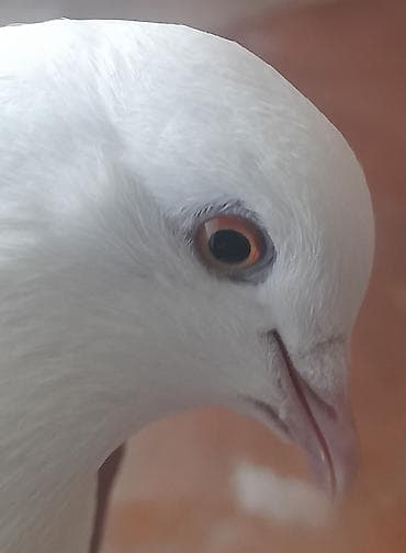 goyercin: 12 tukdu — 6