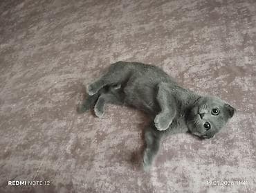 scottish fold satilir: Şotland, Dişi, Yaxşı əllərə, Ünvandan götürmə — 1