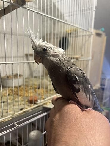 Barter olunur 1 cut yanaqli cutnen.Yanaqsiz korella bala,yuvadan lalafo.az -da Barter olunur 1 cut yanaqli cutnen.Yanaqsiz korella bala,yuvadan