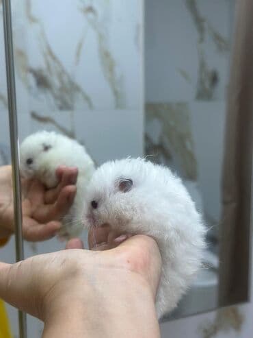 Akvariumlar: Ağ tüklü hamster – yumşaq, uzun tüklü və mehriban xasiyyətli. - Rəng — 2