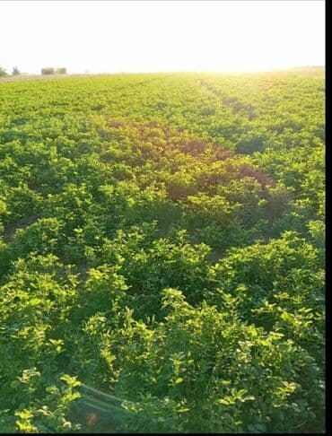 heyvan sahiblenmek: Yonca sahəsi – yemlik ot - Məhsul: Yonca (Medicago sativa) sahəsi — 2