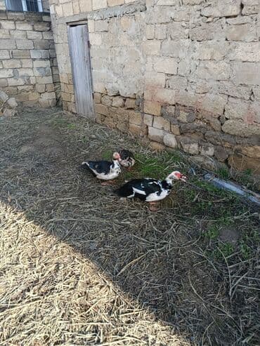 Akvariumlar: Erkek Lal ördək ünvan kürdəxani öz həyətimin heyvanidi — 5