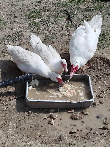 rengli quslar: Ağ rəngli muskovi ördəkləri (indo-ördəklər) – təsərrüfat üçün — 1