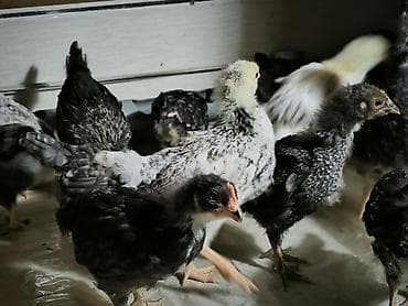 kend cucesi: Toyuq cücələri, Ətlik — 3