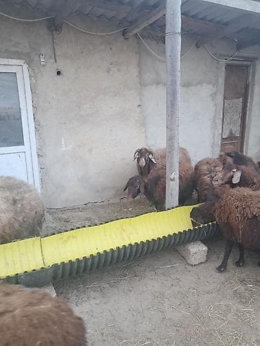 hamster satis: 7 eded yani balali morkaraman qoyunlari satilir — 9