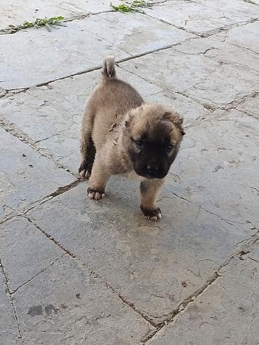 it pulsuz: 1 ay, Erkek, Peyvəndli — 1