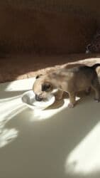 pitbul balası: Pitbul, 2 ay, Dişi, Peyvəndli, Ünvandan götürmə — 5