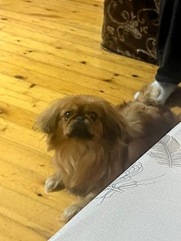itlər bala: Pekines — 2