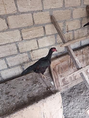 bildircin cucesi: Toyuq cücələri, Damazlıq — 1