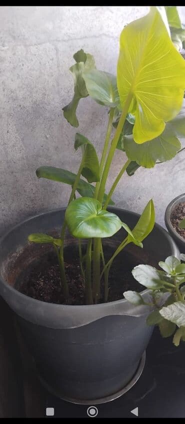 куплю комнатные растения: Məhsul: Otaq gülləri (saksıda) Təsvir: - Şəkillərdə müxtəlif — 12