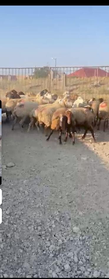 cane corso qiyməti: 30 Eded qoyundu 1 Eded qoç 15 ededi birinci qarinidi 15 ededi ise — 1