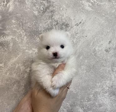 ⚖️Mini Toy pudel Pomeran - malitpu balalar satışda ✅Tam Paket Sənətli — 2