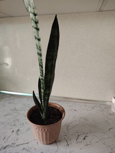 ev gülleri ve adları: Qılınc Gulu satılır — 2