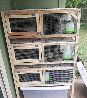 sultan quşu: Bildirçin saxlamaq istəyənlər üçün əla fürsət! Səliqəli və dözümlü — 4