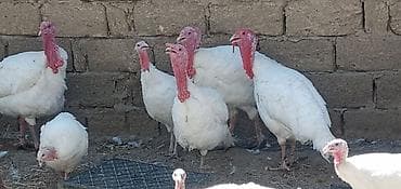 Quşlar: Salam tam mayali yumurtalar bizde isdeyen buyra biler catdirilma var — 3