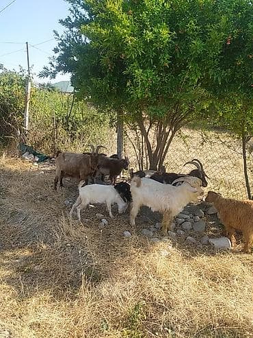 at balasi satilir: Salam Allah haminin malına bereket versin 49bas keçi satılır — 1