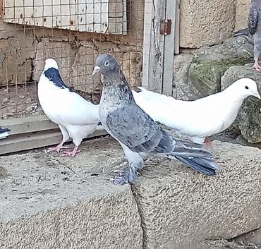 sağsağan quşu: Əbrək Erkəy Enli Quyruq — 1