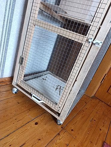 gene ucun derman: 1 çüt erkək və dişi korella 1 yaş quşlar satılır quşlar tam sağlamdır — 9