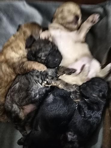 pomerian itleri: 1 ay, Ödənişli çatdırılma — 3