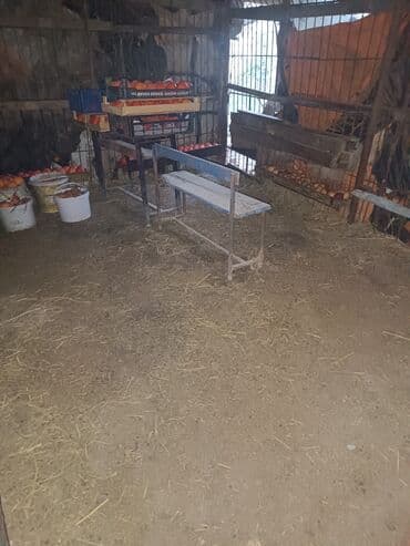 мадейра мебель: Новый, Диван, 2 кресла — 28