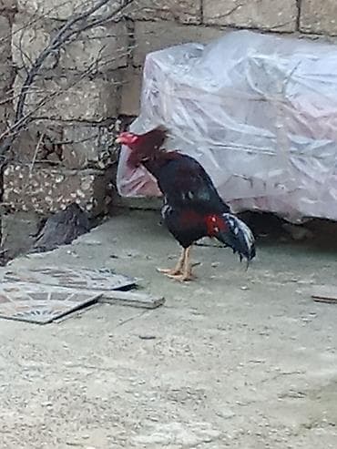 Məhsul: Xoruz Təsvir:ü - Rəngləri: qırmızı baş və boyun, qaraya çalan