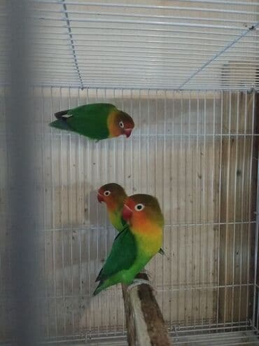 неразлучник: Tutuquşu popuqay fişer — 2