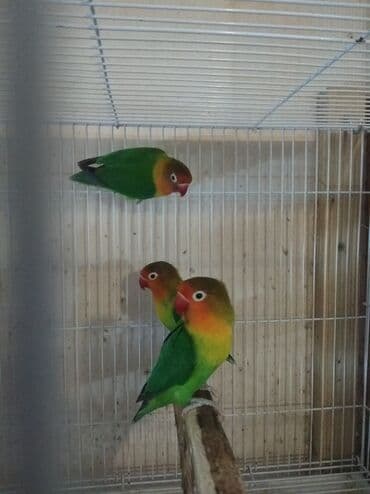 кольчатый попугай цена: Tutuquşu popuqay fişer . Fişer 40 AZN biri . Sarılar 35 biri — 5