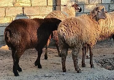 i̇t satisi: Erkəy super kök əmliy quzular satılır — 1