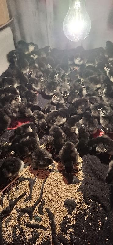 Akvariumlar: Təmiz qan Alman Astroloq cücələri satışdadır.🇩🇪 — 6