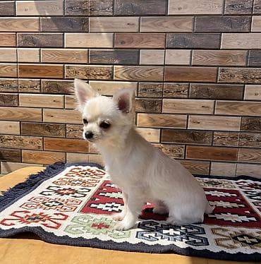Çixuahua, 5 ay, Erkek, Peyvəndli, Ödənişli çatdırılma