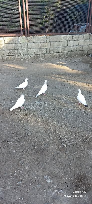 qus: Tam sağlam.2025_2026-ci ilin göyərçinləri.(qaraquyruq,kəkilli,)Super — 10