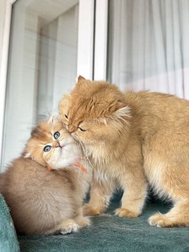 ingilis setter it cinsinin digər adı: Qızıl şinşilla, Dişi — 6