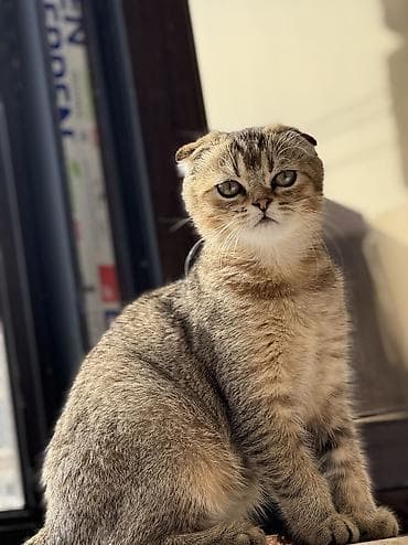 cuce yem qablari: Tabbi, Yaxşı əllərə — 3