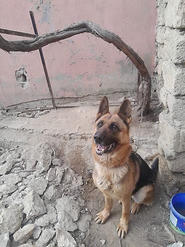 Pişiklər: Alman çoban iti, 3 il, Dişi, Peyvəndli — 1