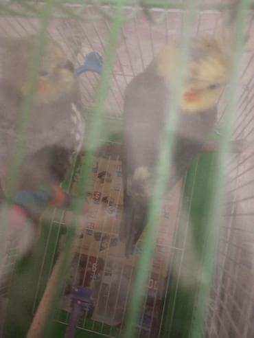 Gəmiricilər: 1cüt karella qəfəs yem və su qabilari yellənçək yuva qusdarda hazır — 9