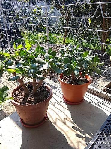 gül və çiçək adları: Bütün Bölgələrə çatdırılma var ətraflı məlumat üçün whatsapp da yaza — 5