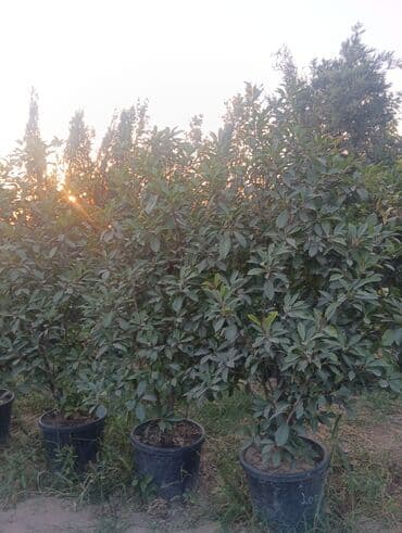 jasmin agaci: Agaclar satilir — 3