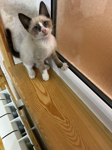 возьму котенка в добрые руки: Yaxşı əllərə — 1