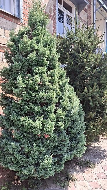 polad ağacı: Həmişəyaşıl bəzək iynəyarpaqlılar – bağ və həyətyanı sahə üçün - — 5