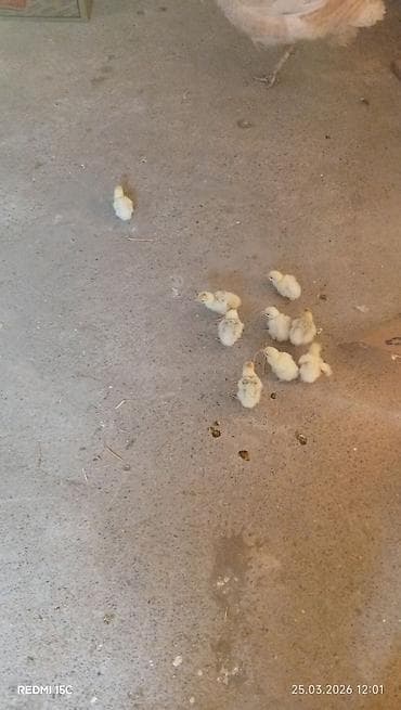 alabay dişi: Dişi, Kanada, Ətlik, Ünvandan götürmə — 5