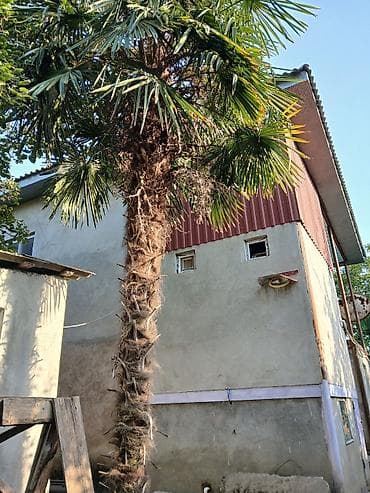 Dekorativ palma ağacı – canlı - Növ: Trachycarpus (yelpik formalı