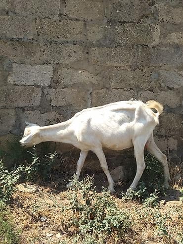 keci satanlar: Dişi, il: 1, Damazlıq, Ünvandan götürmə — 2