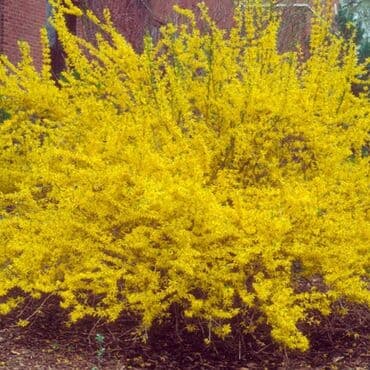 gul toxumlari: Həyət gülleri. 90növ çesid var! — 29