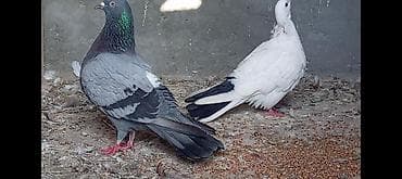 ucuz göyərçinlər: Salam gorduyunuz qusdarın ikisidə tutulmadı 16.17 tuklerdiler Goy — 2