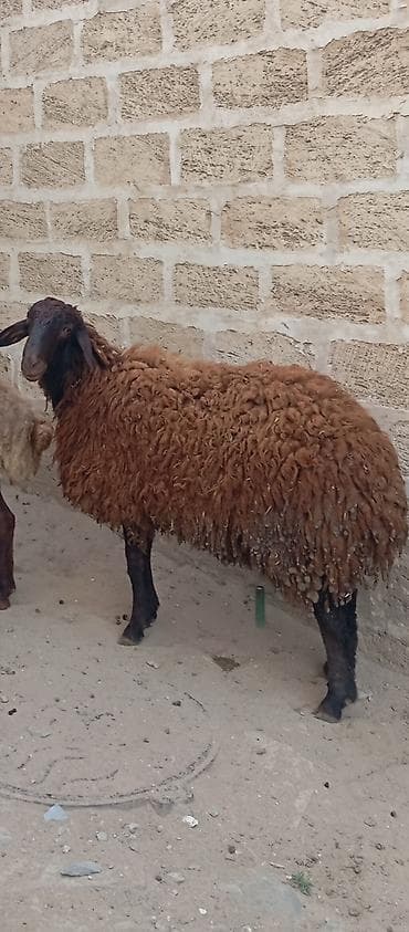 qoyun barter: Salam ünvan Bakıin maştağa kendi obşi 5 baş heyvanlar 1 baş qoç 2 — 2