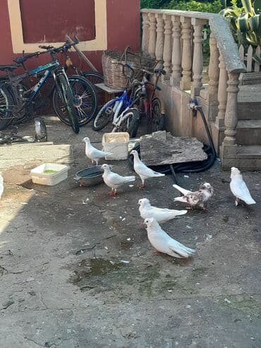 göyercin yuvası: Göyərçinlər Təsvir: - Fotolarda müxtəlif rəng kombinasiyalı bəzəkli — 5