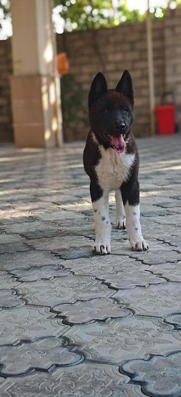 itləe: Akita-inu, 3 ay, Erkək, Peyvəndli, Ünvandan götürmə — 2