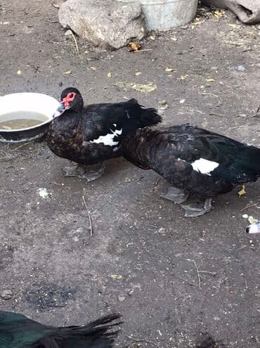 şabo xoruz: Muscovy (hind) ördəkləri – qara tüklü, gövdədə ağ ləkəli, qırmızı — 2