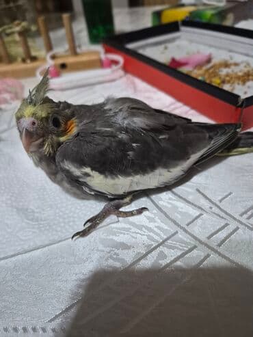 Pişiklər: Bozlar bir aylıqdı qiyməti 30 azn sarı 5 aylıq erkək qiyməti 45azn əl — 4